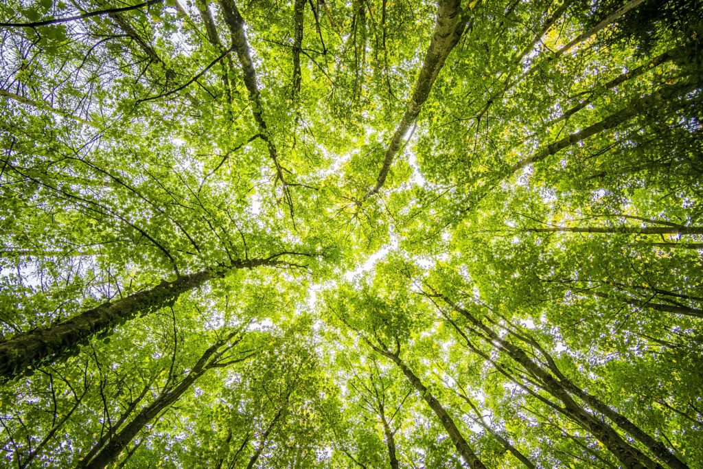 nettoyage et désinfection sans chimie, forêt et environnement